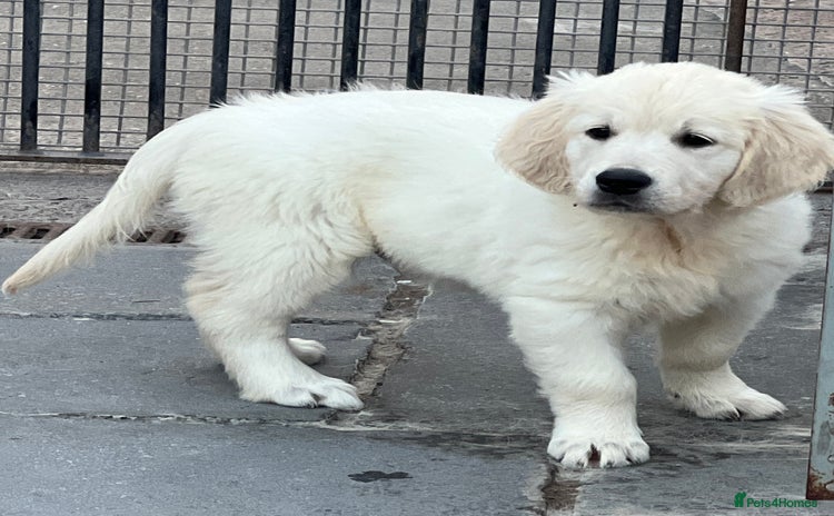 Golden Retriever dogs - Advert 1