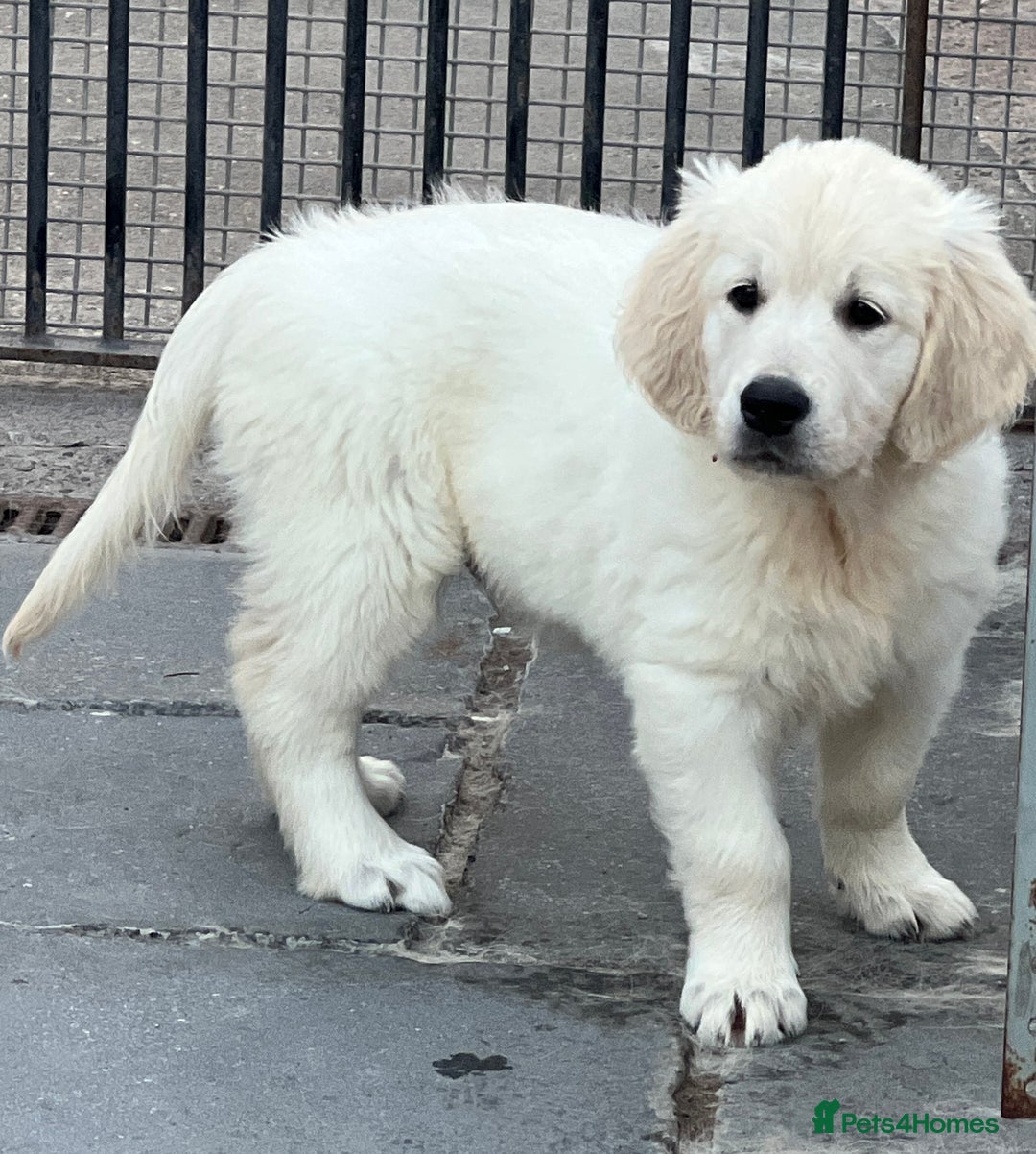 Golden Retriever dogs for sale: Stunning Puppies Ready Now (Updated pics) - Image 3