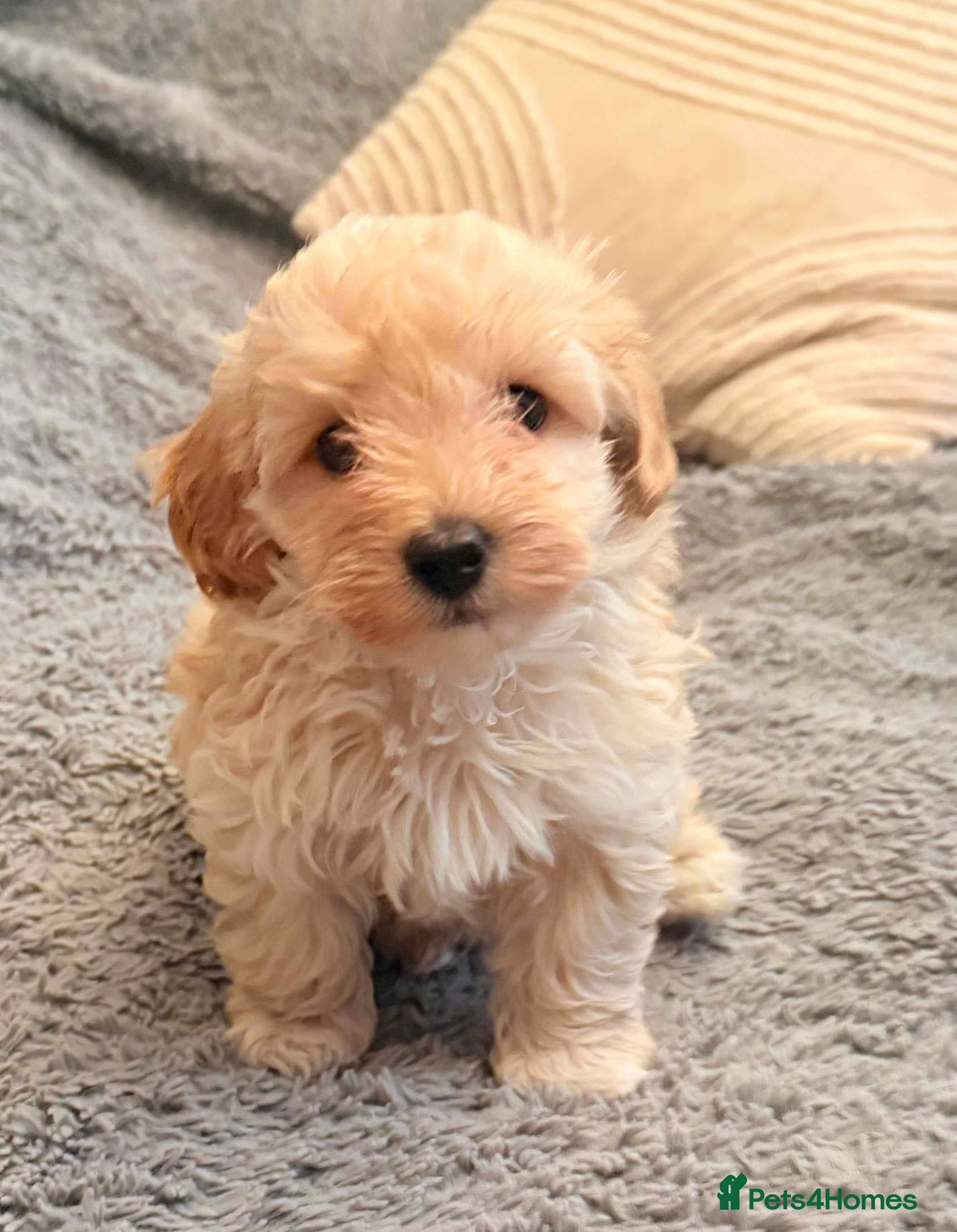 Maltipoo dogs ULTIMATE tiny toy F1b maltipoo puppy - Advert 13