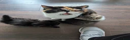 Exotic cats for sale: Beautiful exotic kittens - Advert 10