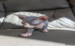 Sphynx cats for sale: Last sphynx kitten! - Image 10