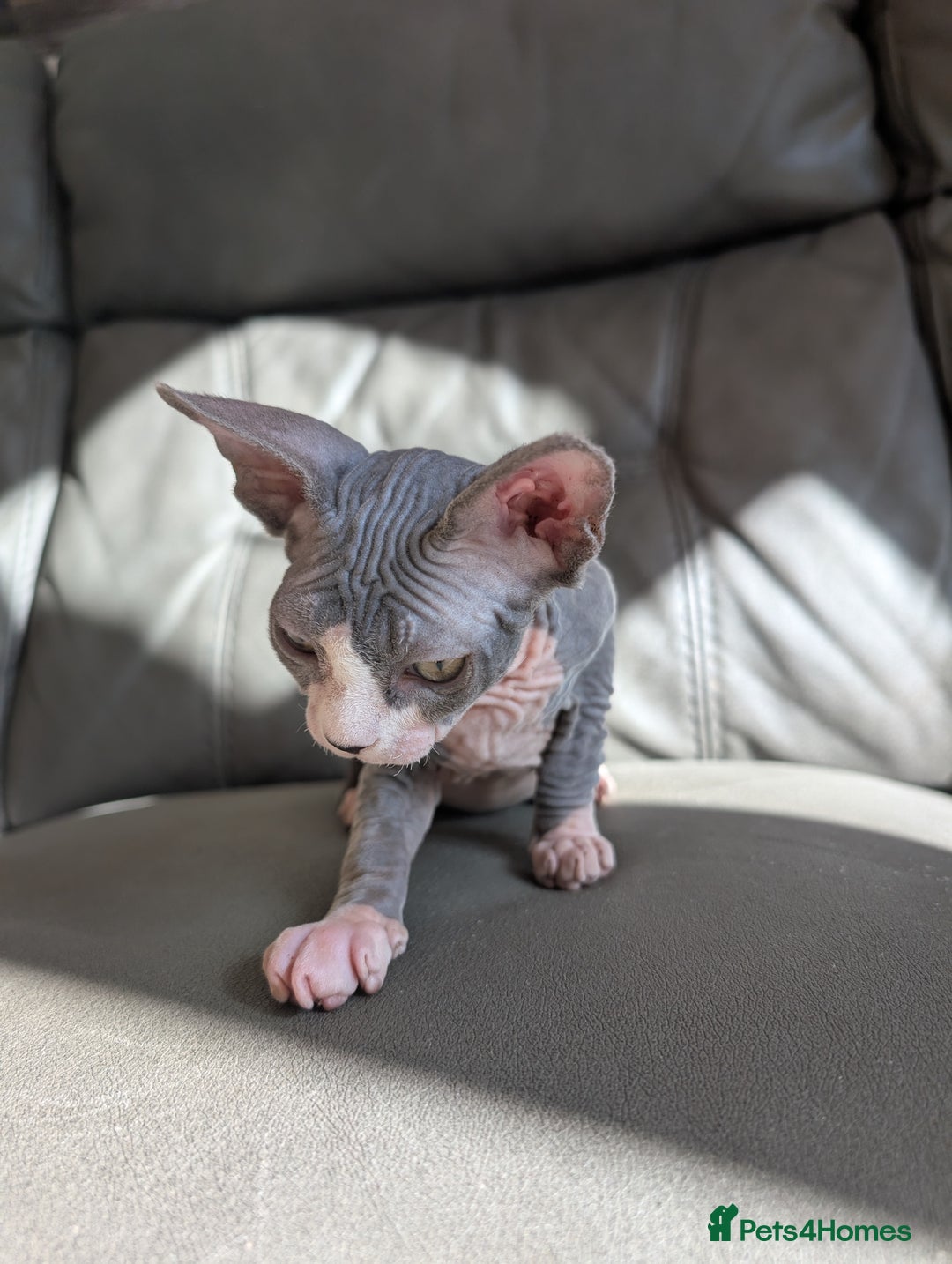 Sphynx cats for sale: Last sphynx kitten! - Image 10