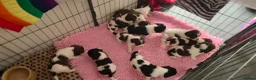 English Springer Spaniel dogs for sale: KC Home - Heath tested, Licensed Springer Pups⭐️ - Advert 5