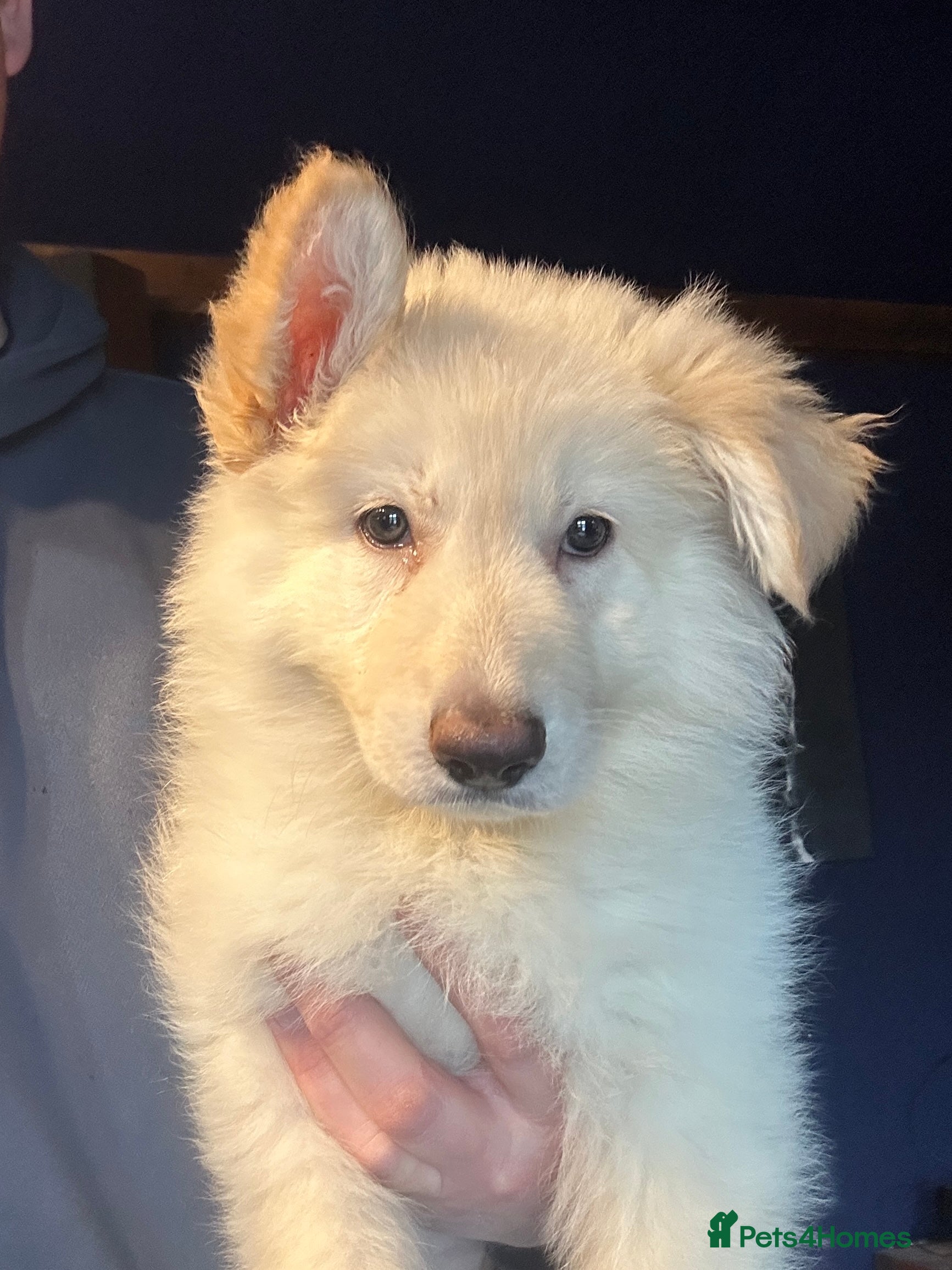 German Shepherd dogs Traditional Long Coat, Straight backed GSD Puppies - Advert 6