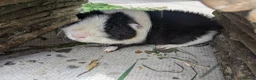 Guinea Pig rodents for sale: Teddy guinea pigs boys from 5 months old - Advert 4