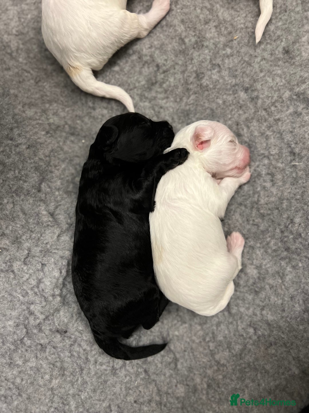 Mixed Breed dogs for sale: Tiboodle Puppies – Toy Poodle x Tibetan Terrier - Image 6