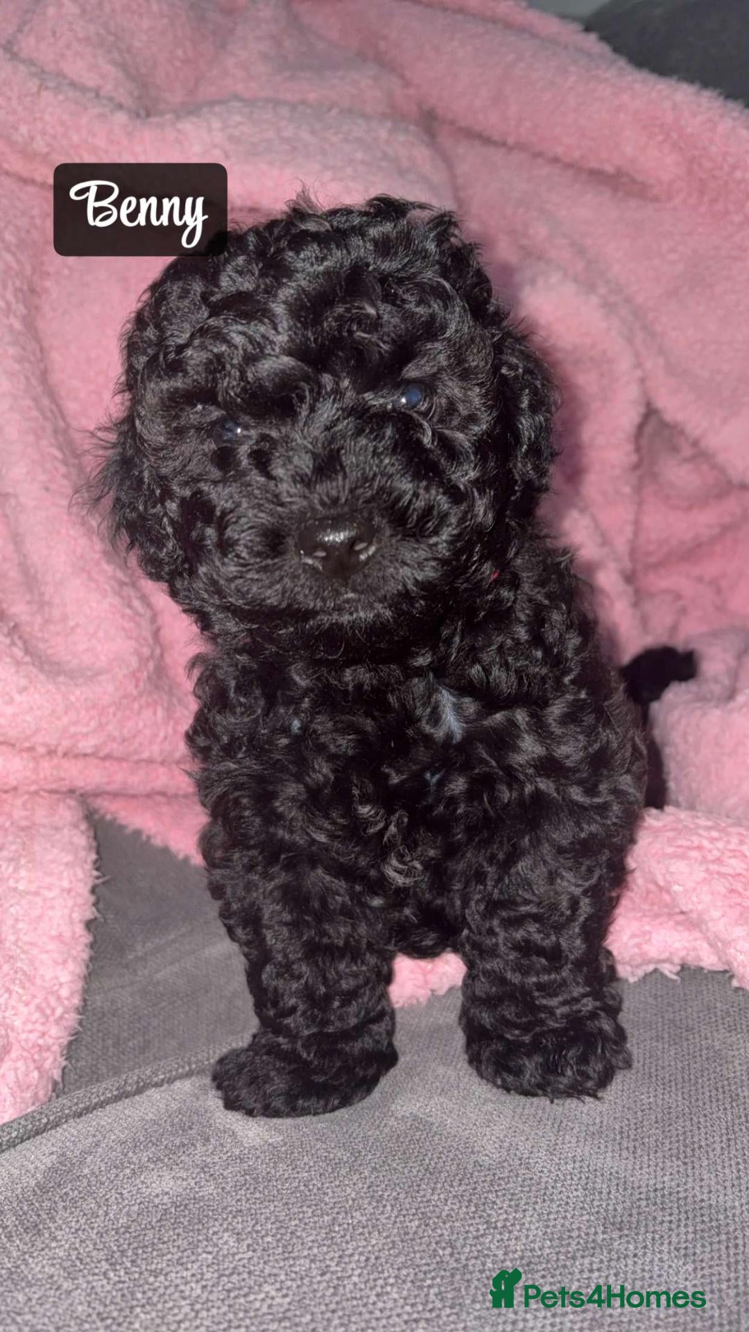 Shihpoo dogs Shihpoos - Advert 6
