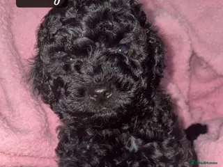 Shihpoo dogs Shihpoos - Advert 6