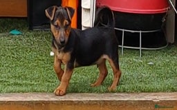 Jack Russell dogs for sale: Jack Russell's Miniature pup Ready to leave Now in Dagenham - Image 1
