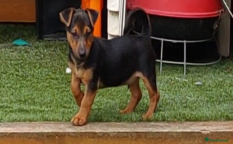 Jack Russell dogs in Dagenham - Advert 15