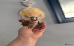 Conures birds for sale: Hand reared conures  - Image 3