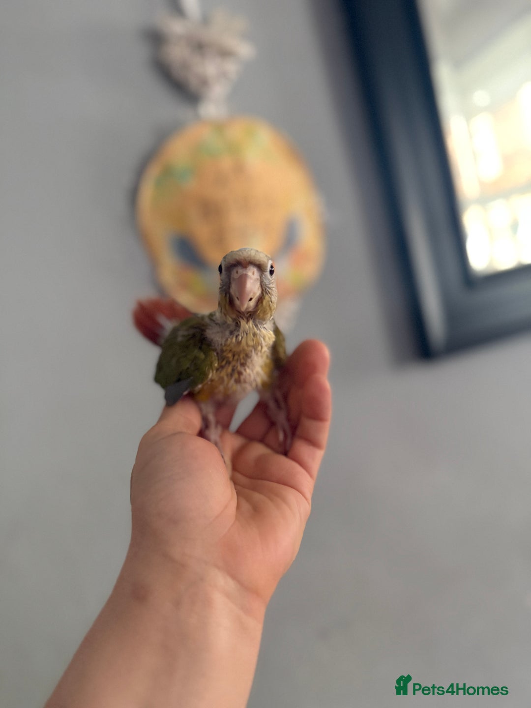 Conures birds for sale: Hand reared conures  - Image 3