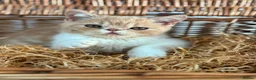 Exotic cats for sale: Stunning exotic kittens high quality m - Advert 4