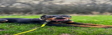 Rottweiler 1