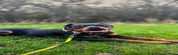 Rottweiler dogs for sale: 2 year old Rottweiler  - Advert 3