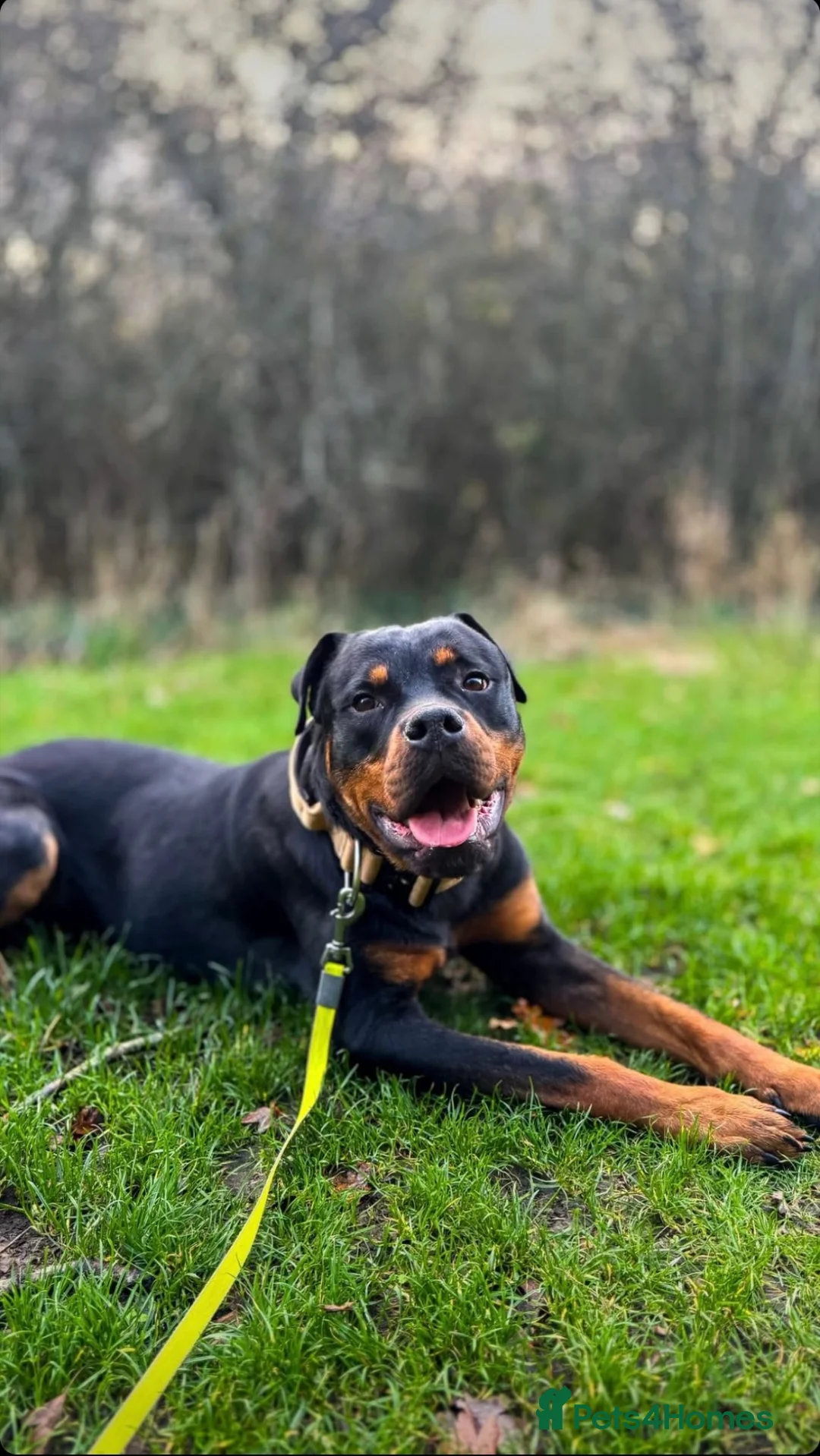 Rottweiler dogs for sale: 2 year old Rottweiler  - Advert 3