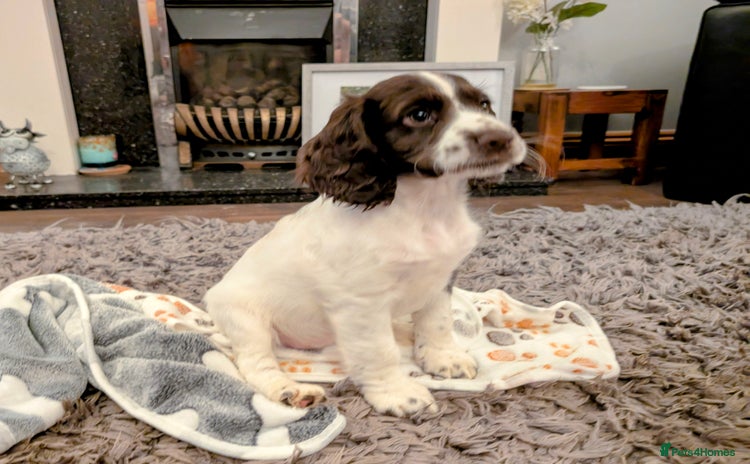 Cocker Spaniel dogs - Advert 1