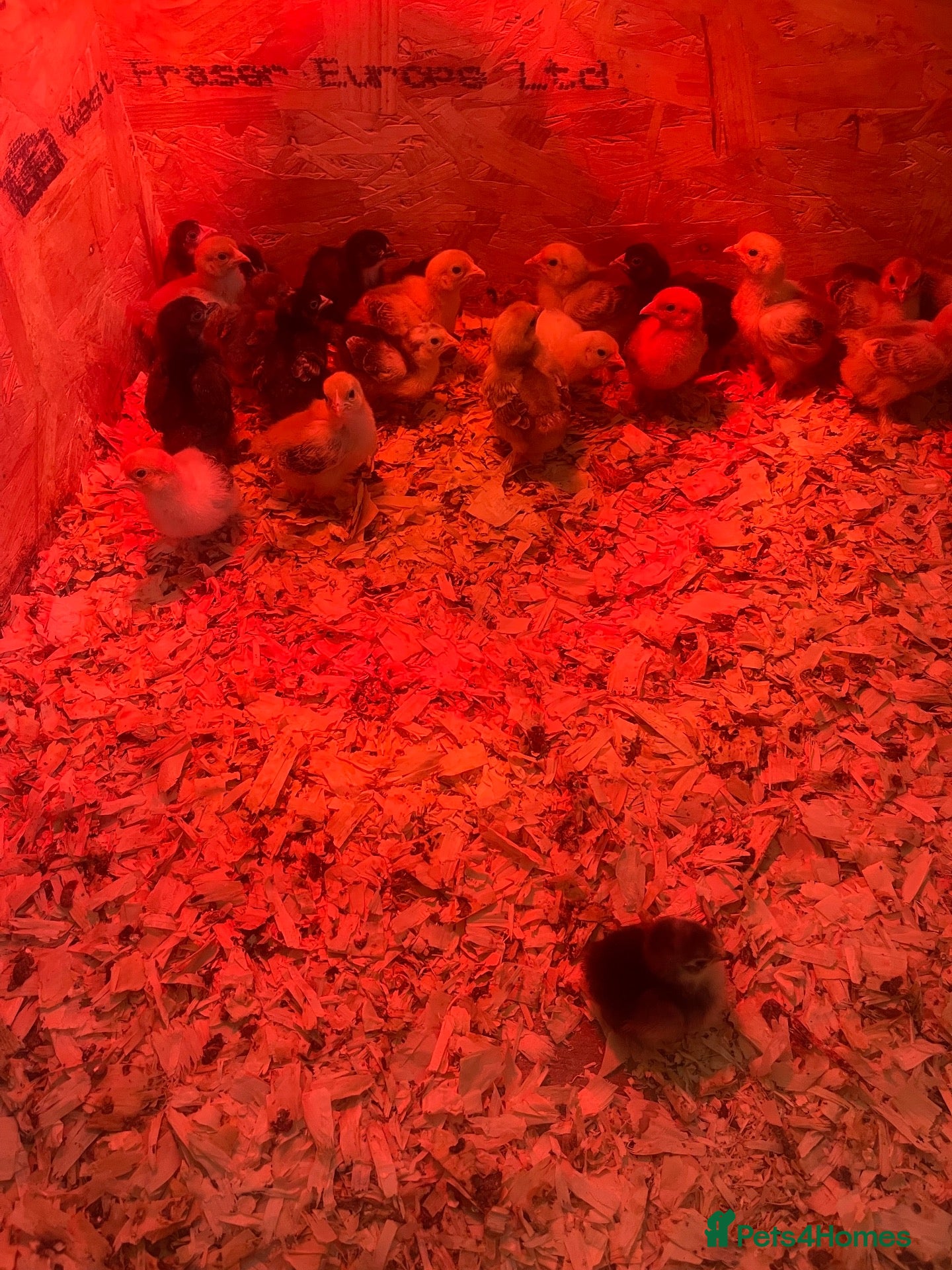Chickens poultry Pekin bantam chicks - Advert 7