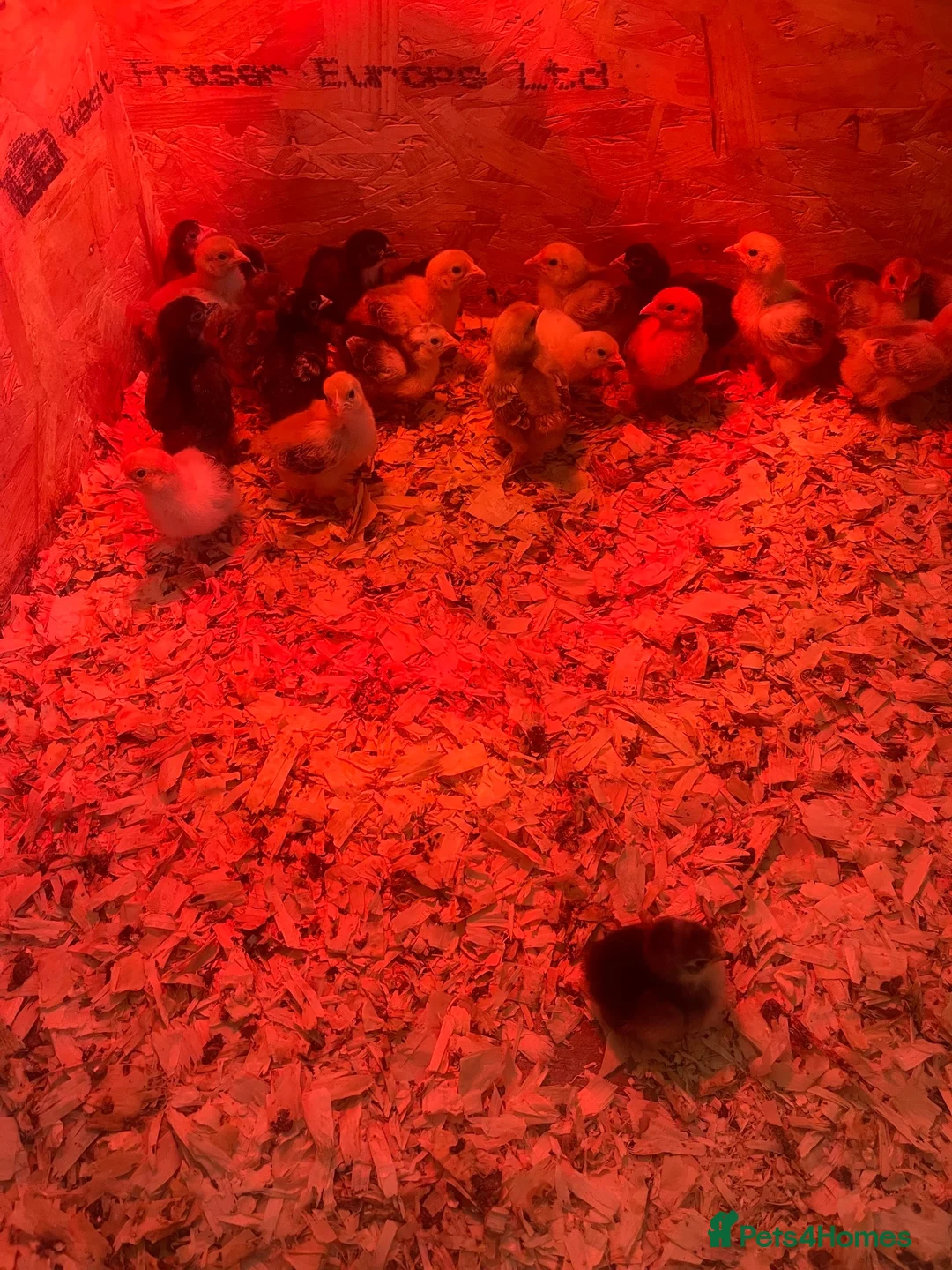 Chickens poultry for sale: Pekin bantam chicks - Advert 1