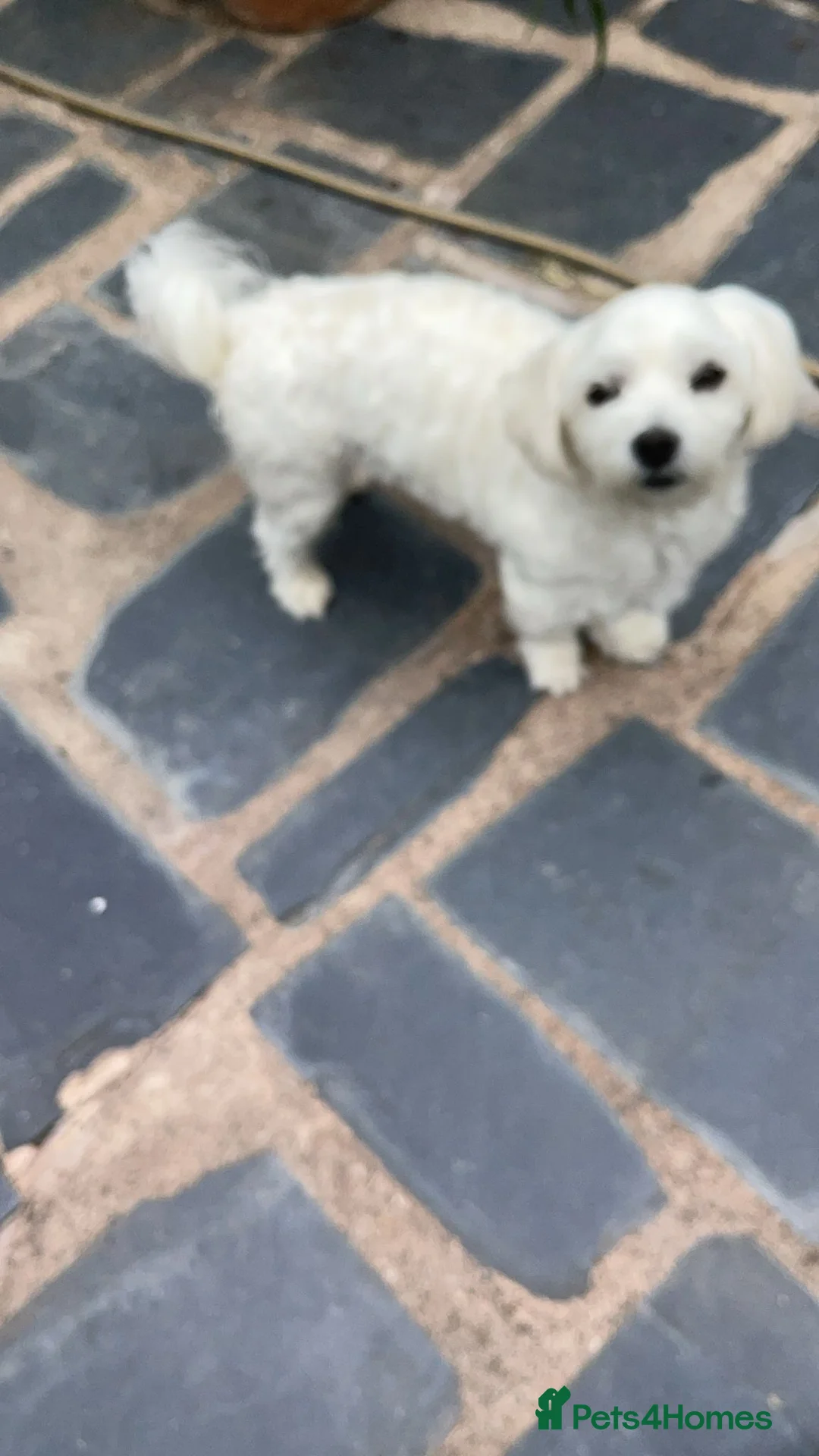 Maltese dogs for sale: Maltese Male - Advert 4