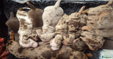 Dachshund dogs - Advert 8