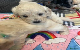 Cockapoo dogs for sale: Cockapoo puppies F1  - Image 15