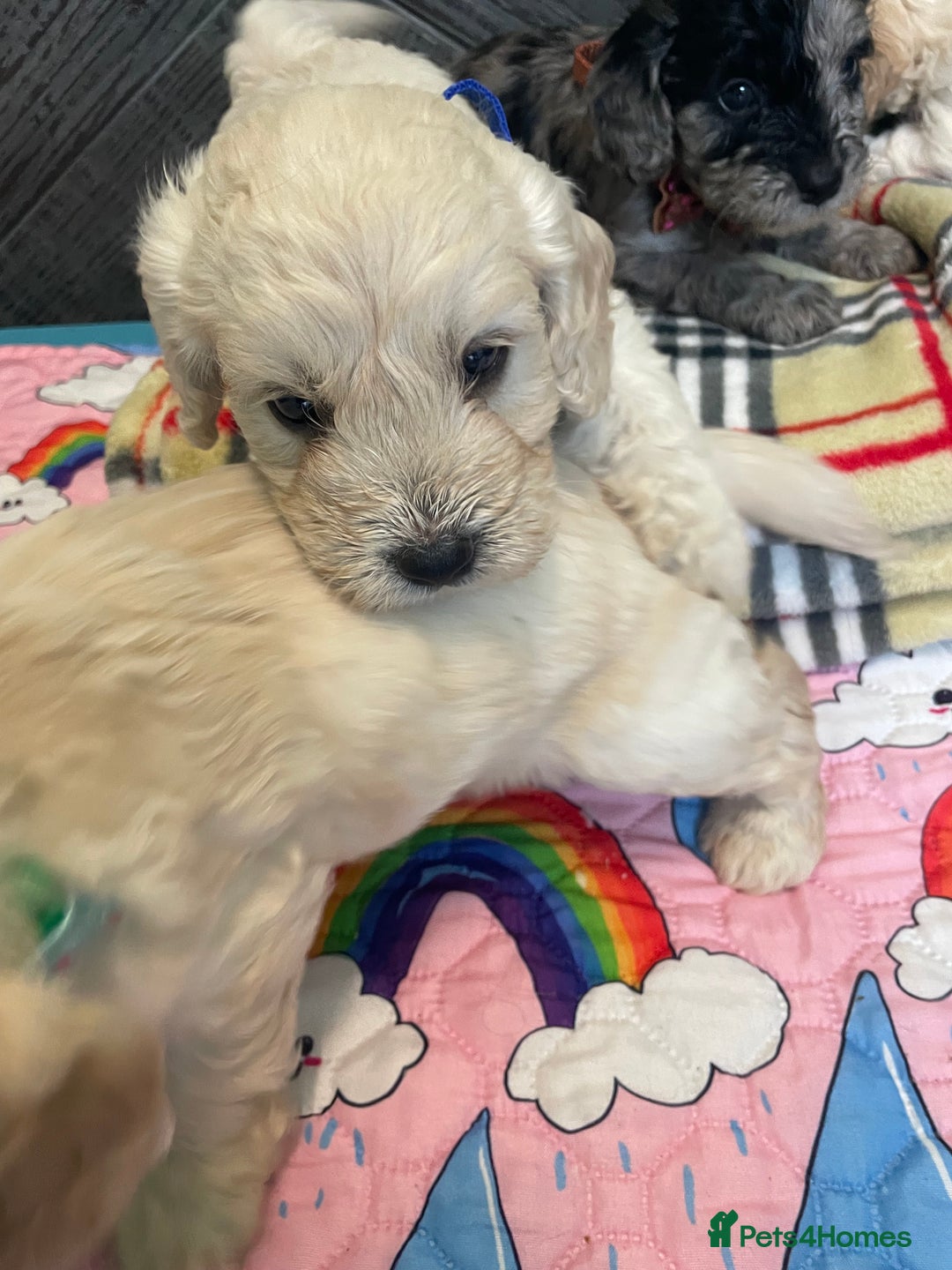 Cockapoo dogs for sale: Cockapoo puppies F1  - Image 15