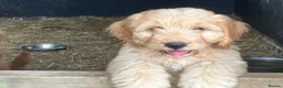 Cockapoo dogs for sale: Beautiful Cockapoos - Advert 8