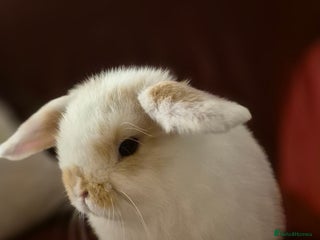 Mini Lop rabbits Gorgeous mini lop bunnies - Advert 18