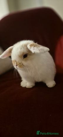 Mini Lop rabbits Gorgeous mini lop bunnies - Advert 1
