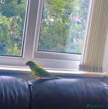 Parrots birds - Advert 3
