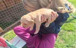Golden Retriever dogs for sale: Working golden retriever puppies  - Image 16