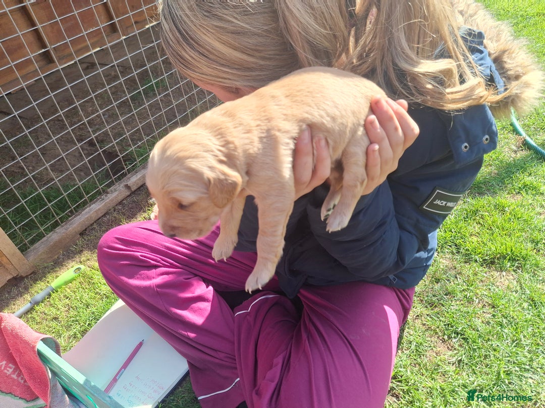 Golden Retriever dogs for sale: Working golden retriever puppies  - Image 16