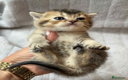 British Shorthair cats for sale: Lovely British Shorthair Golden TiCA - Image 12