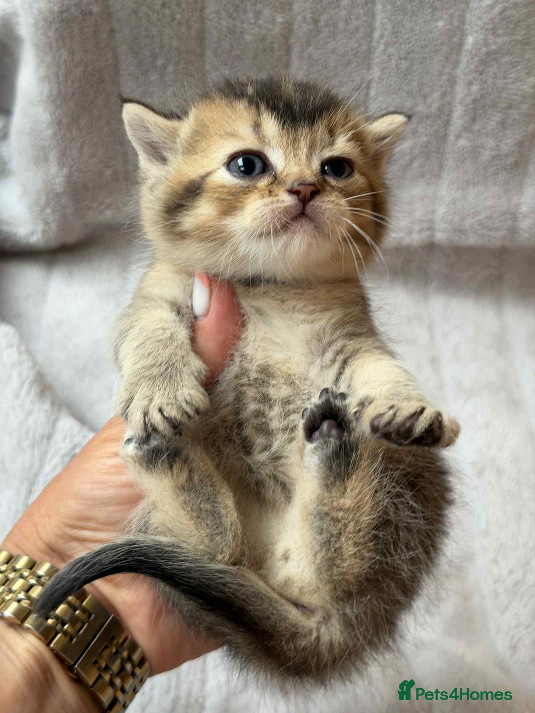 British Shorthair cats for sale: Lovely British Shorthair Golden TiCA - Image 12
