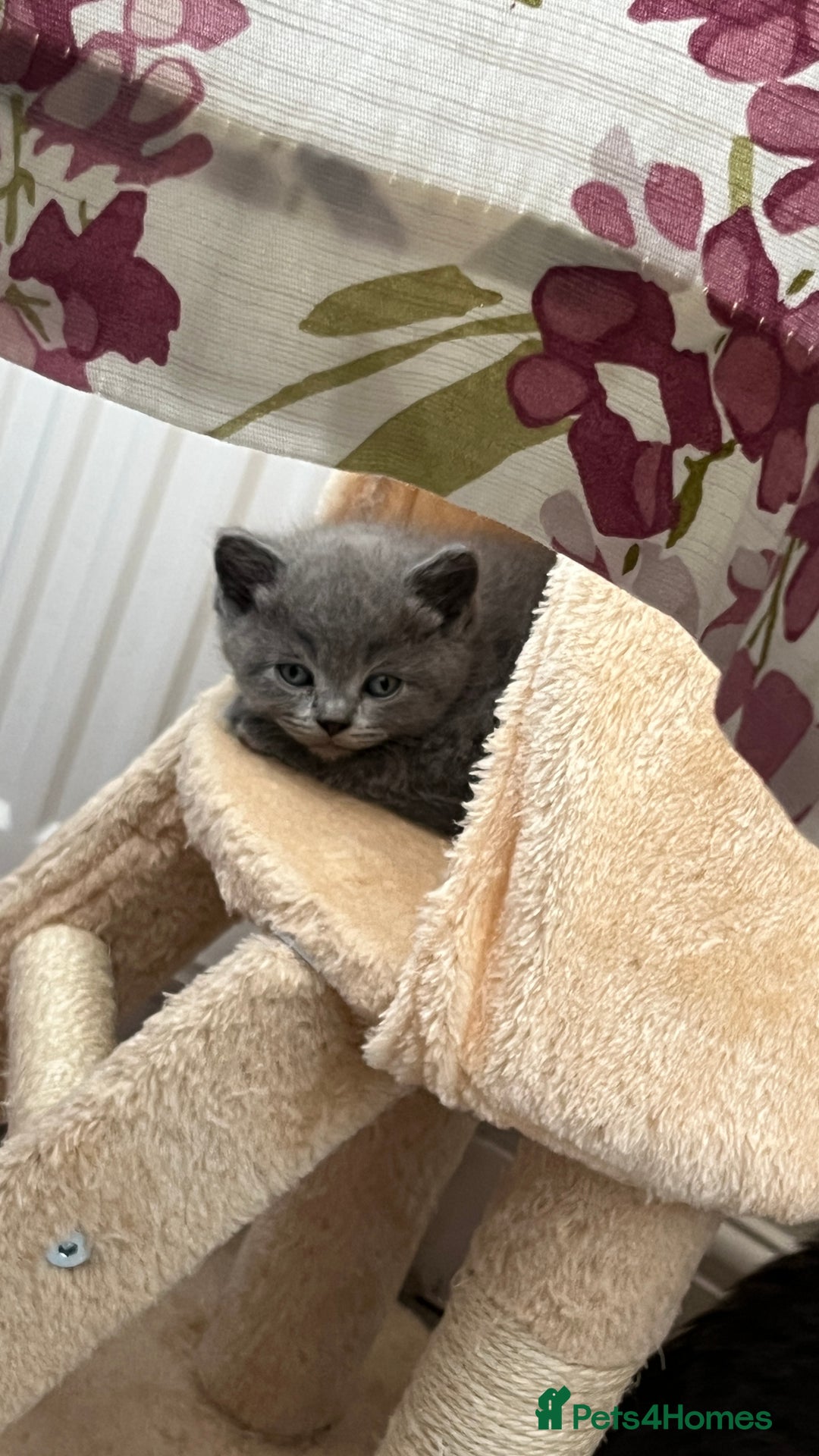 Scottish Fold cats for sale: Lovely Scottish fold kittens  - Advert 7