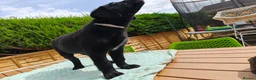 Mixed Breed dogs for sale: Puppies  - Advert 18