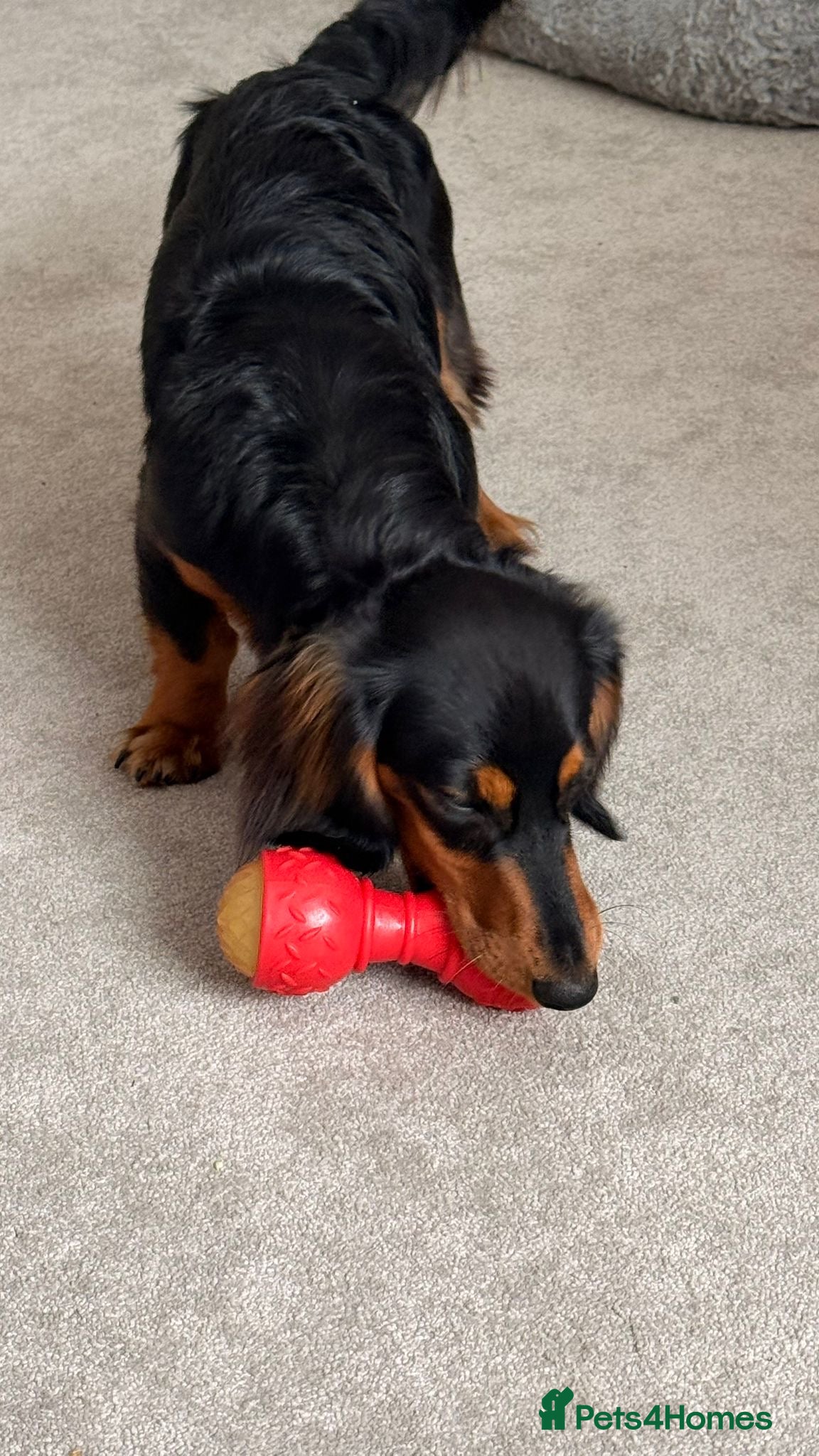 Dachshund dogs for sale: Long haired dachshund in Sittingbourne - Advert 4