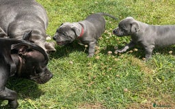 Staffordshire Bull Terrier dogs for sale: Purebred Blue Staffordshire Bull Terrier Puppies - Image 6