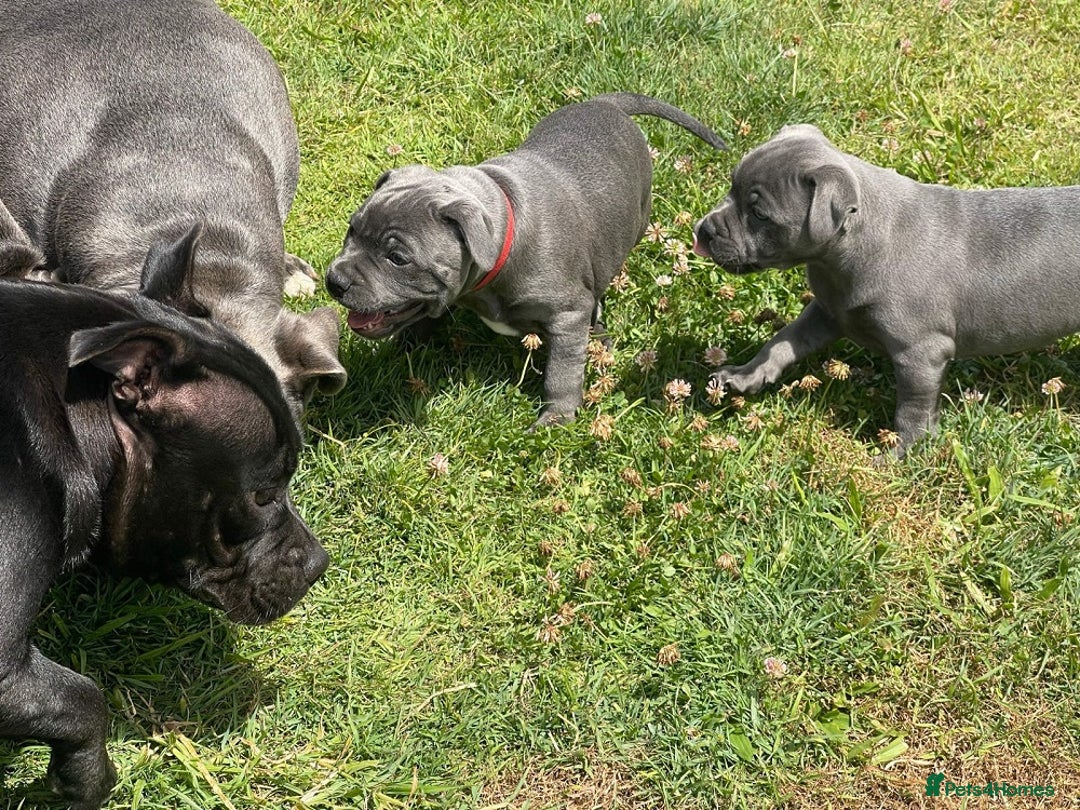 Staffordshire Bull Terrier dogs for sale: Purebred Blue Staffordshire Bull Terrier Puppies - Image 6