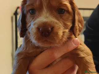 Cocker Spaniel dogs Cocker Spaniel pups only 2 GIRlS LEFT AVAILABLE - Advert 2