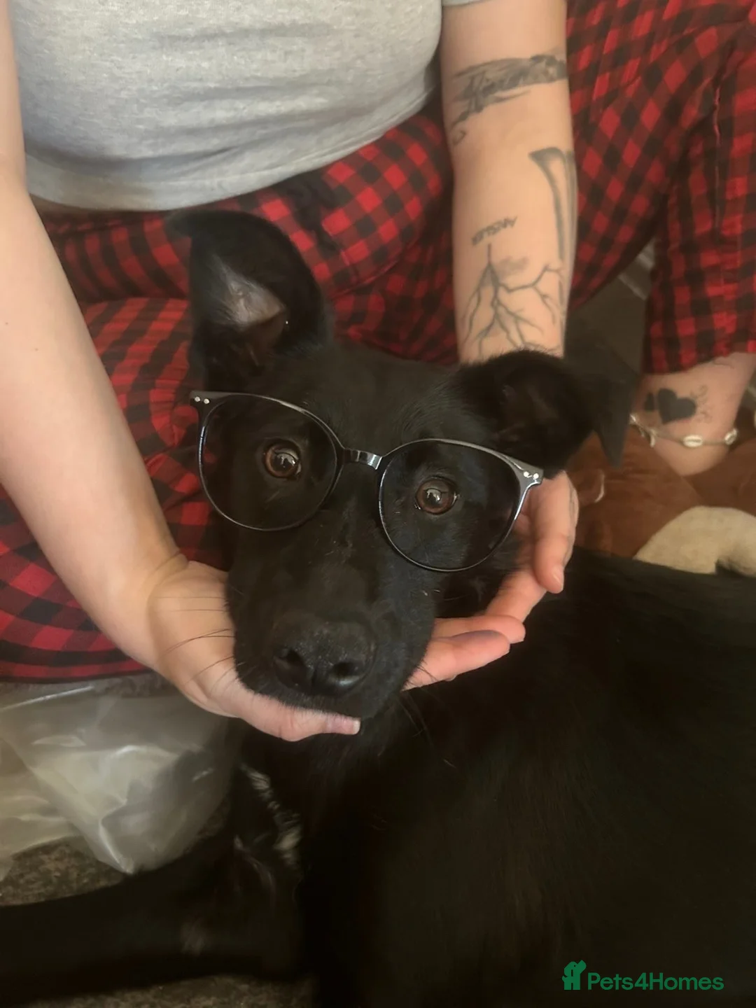 Mixed Breed dogs for sale: Belgian Malinois X Border Collie Pups - Advert 2
