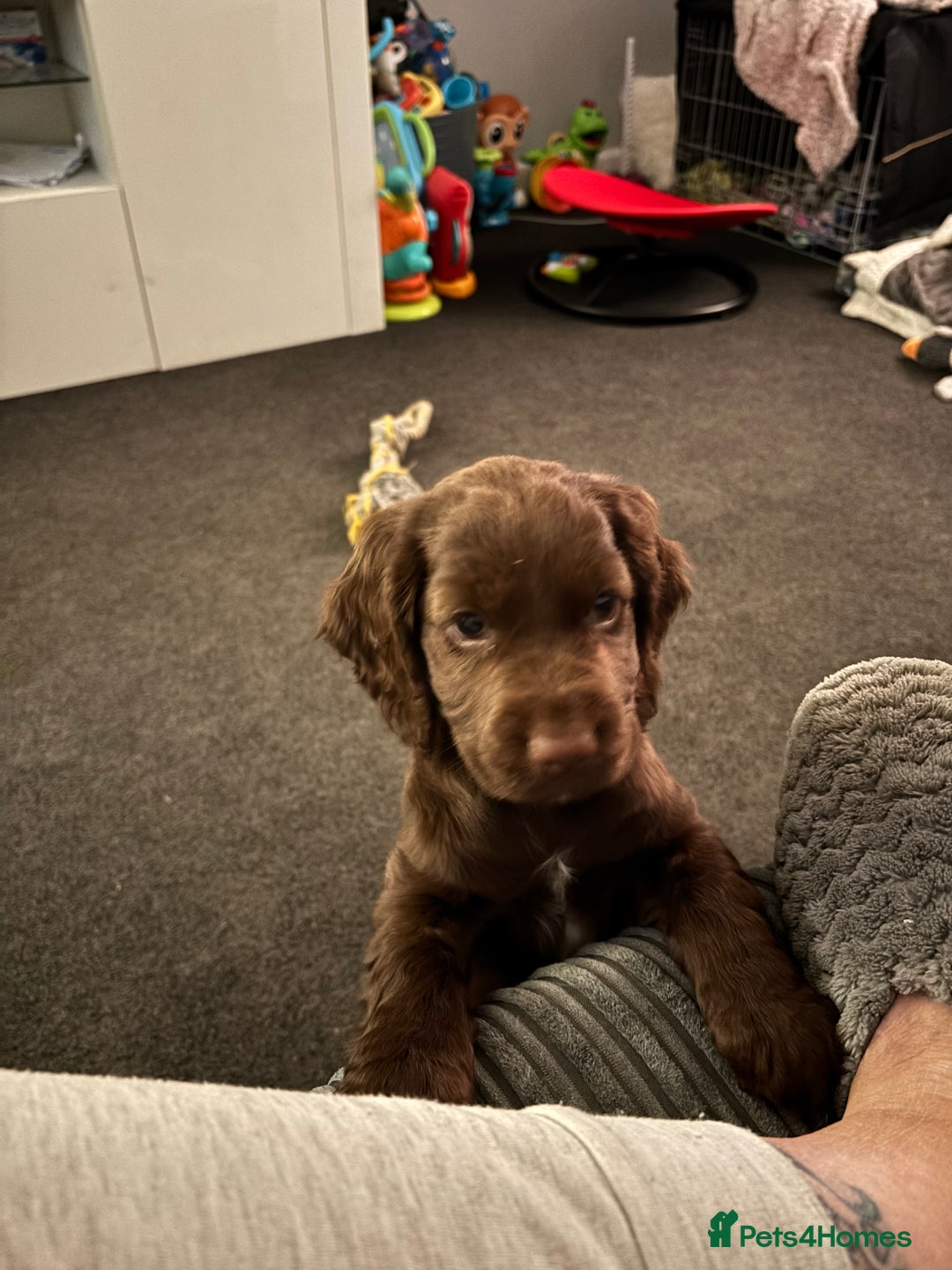 Cocker Spaniel dogs for sale: Chocolate cocker spaniel bitch  - Image 8