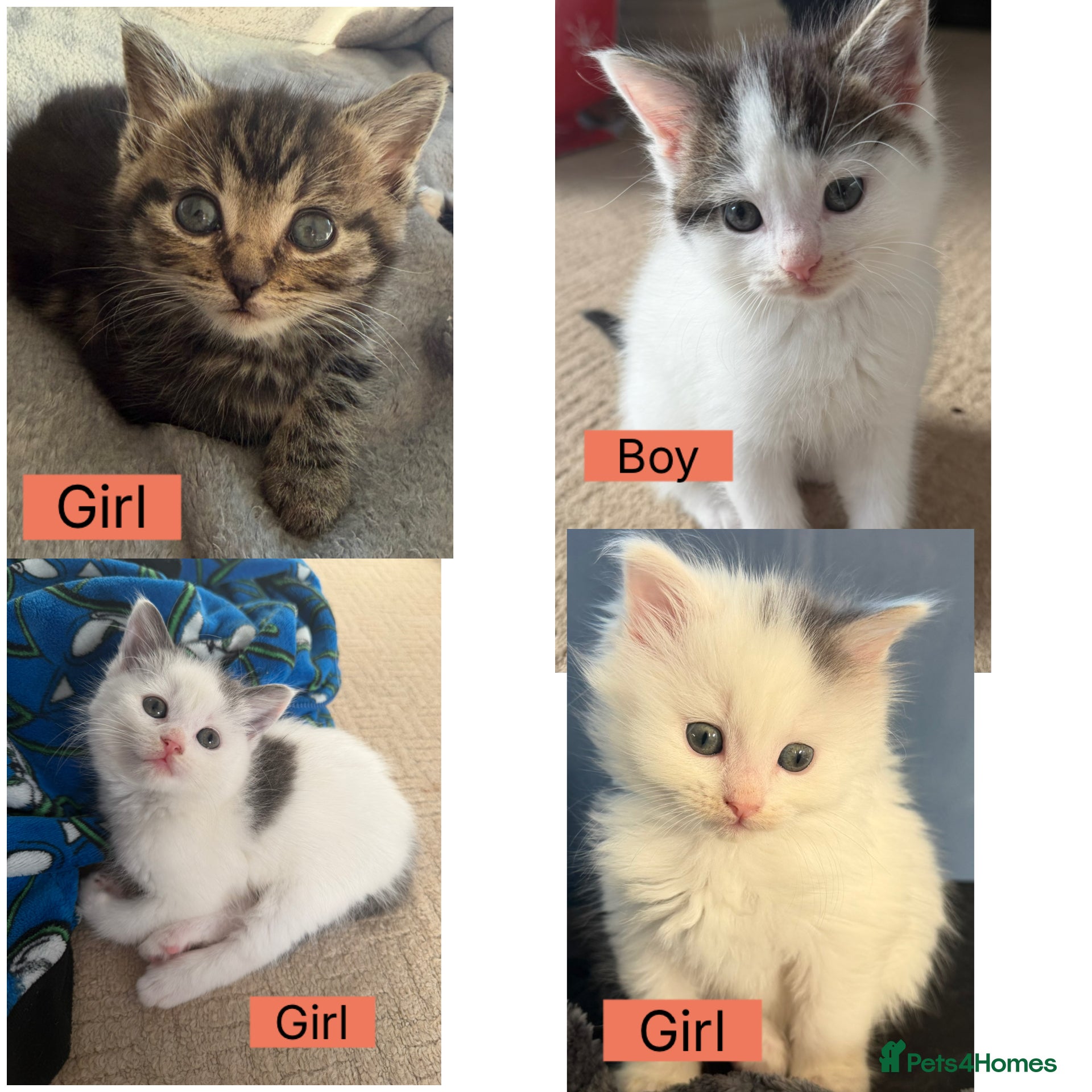 Mixed Breed cats Kittens for sale  - Advert 8