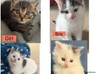 Mixed Breed cats Kittens for sale - Advert 2