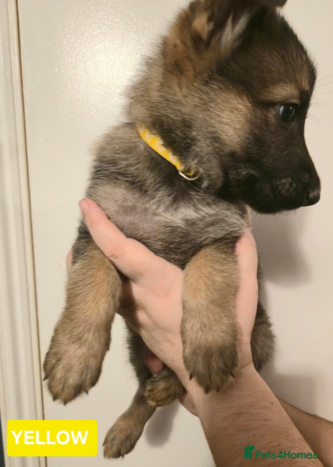 German Shepherd dogs for sale: German Shepherd Puppies - Advert 16