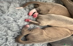 Italian Greyhound dogs for sale: Italian Greyhounds 5 Star Licensed Breeder - Image 3