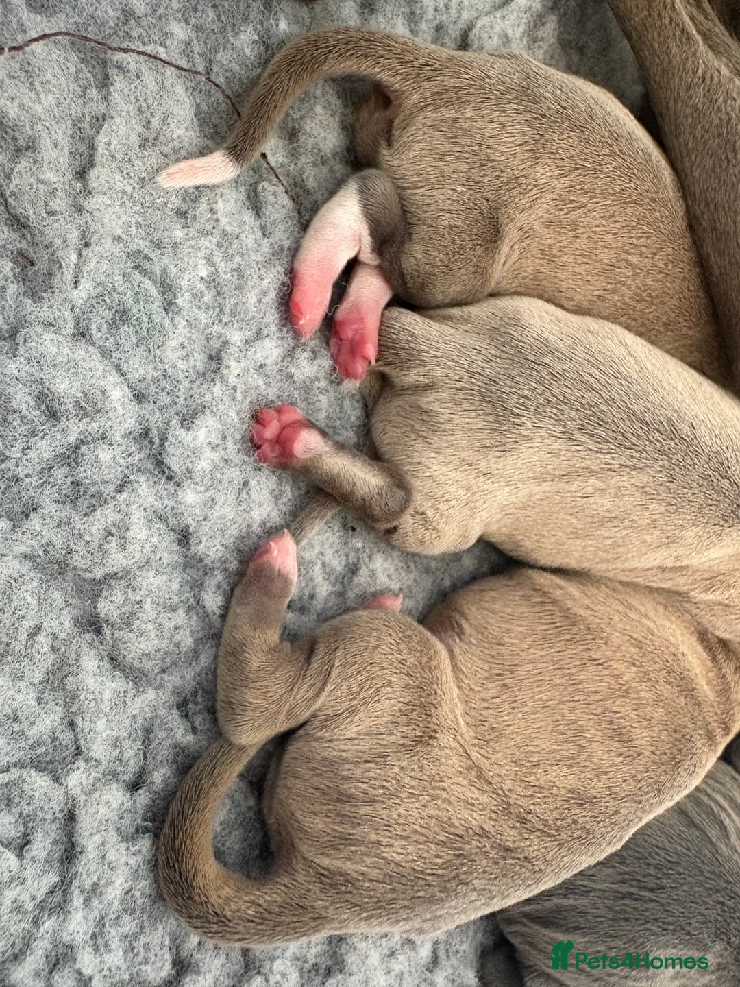 Italian Greyhound dogs for sale: Italian Greyhounds 5 Star Licensed Breeder - Image 3