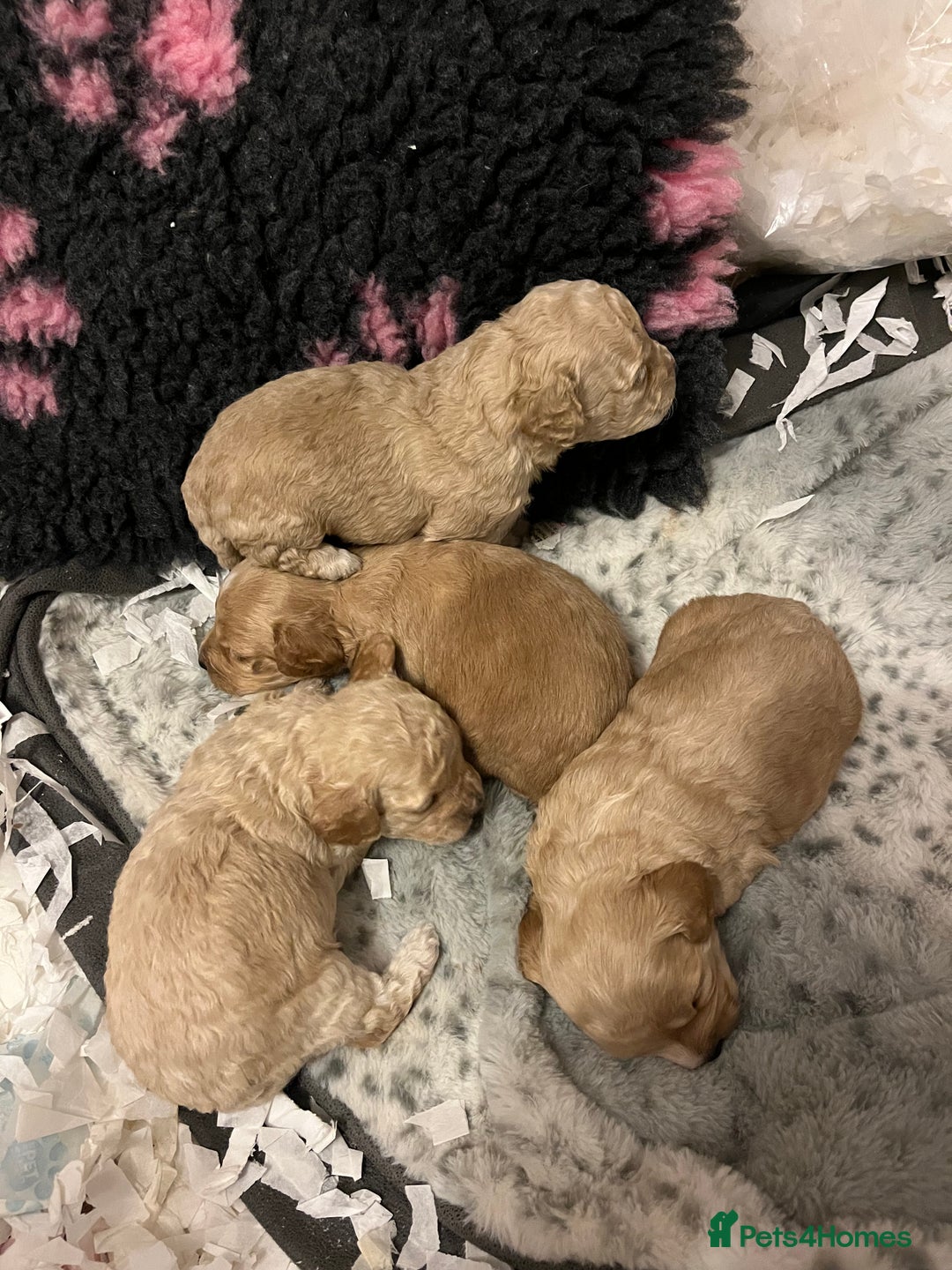Cockapoo dogs for sale: Tiny cockerpoo pups - Advert 29