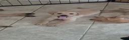 Labrador Retriever dogs for sale: Adorable Labrador puppies for sale - Advert 9